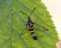 52.012 BF374 Yellow-legged Clearwing Synanthedon