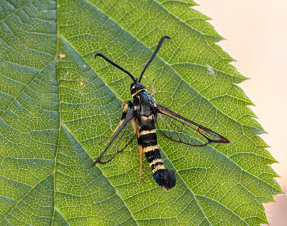 52.012 BF374 Yellow-legged Clearwing Synanthedon