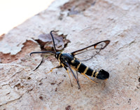 52.012 BF374 Yellow-legged Clearwing Synanthedon