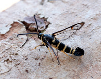 52.012 BF374 Yellow-legged Clearwing Synanthedon