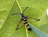 52.012 BF374 Yellow-legged Clearwing Synanthedon