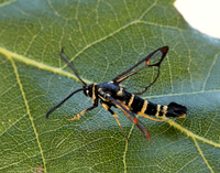 52.012 BF374 Yellow-legged Clearwing Synanthedon