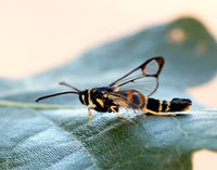 52.012 BF374 Yellow-legged Clearwing Synanthedon
