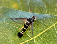 52.012 BF374 Yellow-legged Clearwing Synanthedon