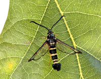 52.012 BF374 Yellow-legged Clearwing Synanthedon