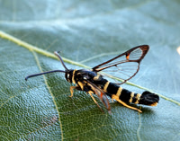 52.012 BF374 Yellow-legged Clearwing Synanthedon