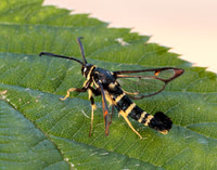 52.012 BF374 Yellow-legged Clearwing Synanthedon