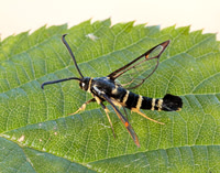 52.012 BF374 Yellow-legged Clearwing Synanthedon