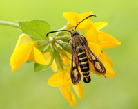 52.014 BF382 Six-belted Clearwing Bembecia ichneumoniformis