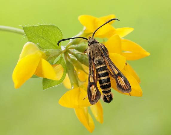 52.014 BF382 Six-belted Clearwing Bembecia ichneumoniformis