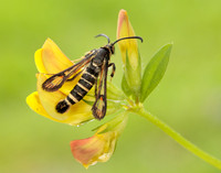 52.014 BF382 Six-belted Clearwing Bembecia ichneumoniformis