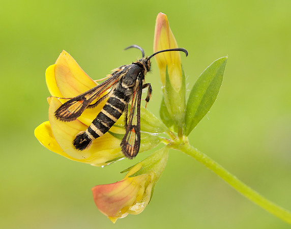 52.014 BF382 Six-belted Clearwing Bembecia ichneumoniformis