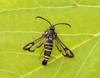 52.014 BF382 Six-belted Clearwing Bembecia ichneumoniformis