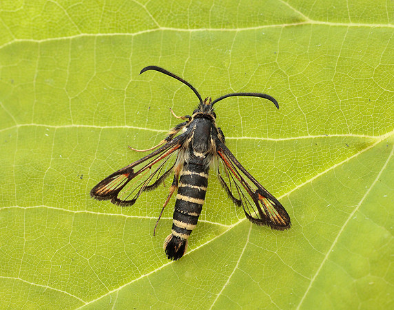 52.014 BF382 Six-belted Clearwing Bembecia ichneumoniformis