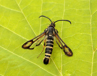 52.014 BF382 Six-belted Clearwing Bembecia ichneumoniformis