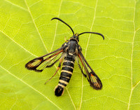 52.014 BF382 Six-belted Clearwing Bembecia ichneumoniformis
