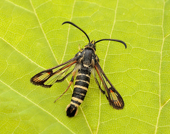 52.014 BF382 Six-belted Clearwing Bembecia ichneumoniformis