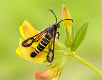 52.014 BF382 Six-belted Clearwing Bembecia ichneumoniformis