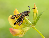 52.014 BF382 Six-belted Clearwing Bembecia ichneumoniformis