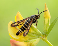 52.014 BF382 Six-belted Clearwing Bembecia ichneumoniformis