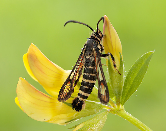 52.014 BF382 Six-belted Clearwing Bembecia ichneumoniformis