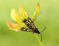 52.014 BF382 Six-belted Clearwing Bembecia ichneumoniformis