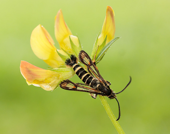 52.014 BF382 Six-belted Clearwing Bembecia ichneumoniformis