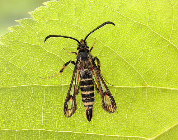 52.014 BF382 Six-belted Clearwing Bembecia ichneumoniformis