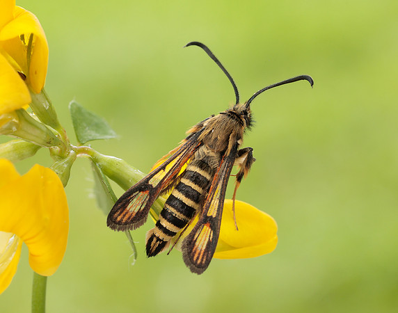 52.014 BF382 Six-belted Clearwing Bembecia ichneumoniformis