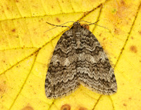 70.107 BF1795 November Moth Epirrita dilutata