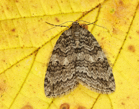 70.107 BF1795 November Moth Epirrita dilutata