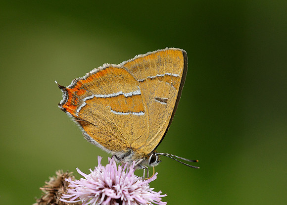 Brown Hairstreak Thecla betulae