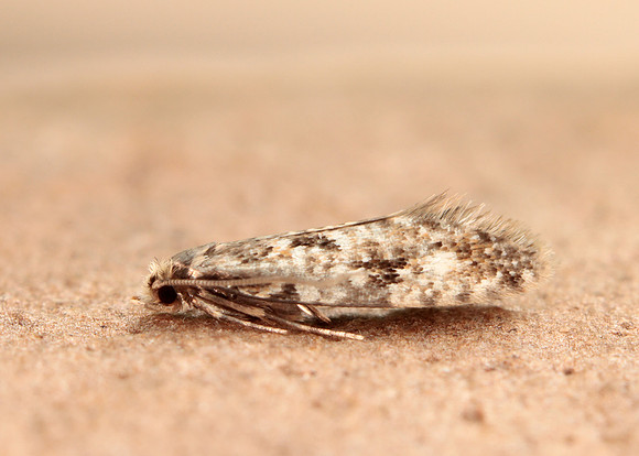 12.016 BF216 Cork Moth Nemapogon cloacella