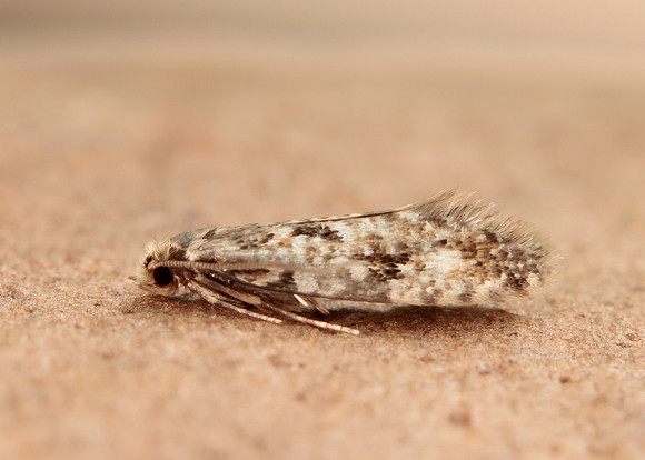 12.016 BF216 Cork Moth Nemapogon cloacella