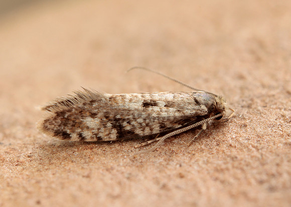 12.016 BF216 Cork Moth Nemapogon cloacella