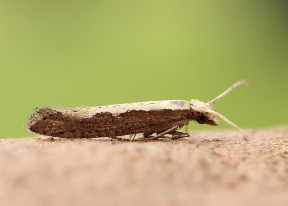 18.001 BF464 Diamond-back Moth Plutella xylostella