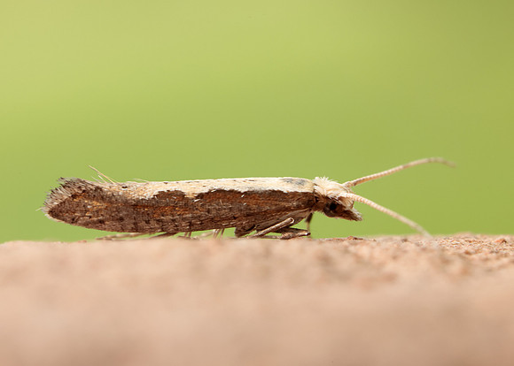 18.001 BF464 Diamond-back Moth Plutella xylostella