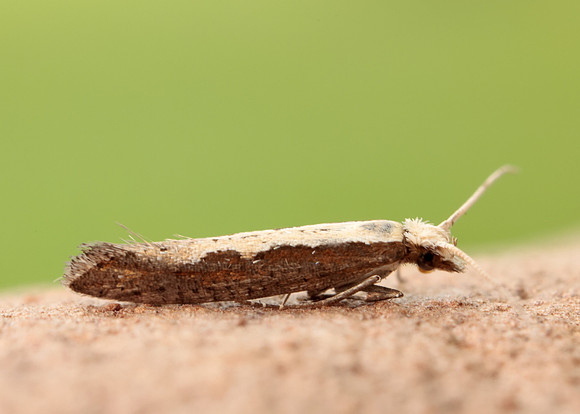 18.001 BF464 Diamond-back Moth Plutella xylostella