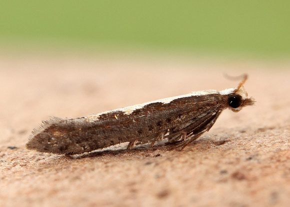 18.001 BF464 Diamond-back Moth Plutella xylostella