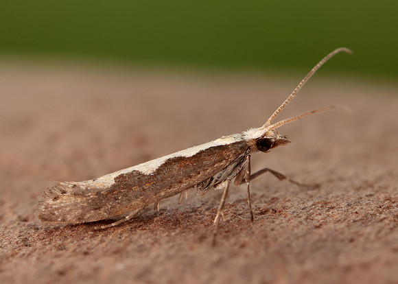 18.001 BF464 Diamond-back Moth Plutella xylostella
