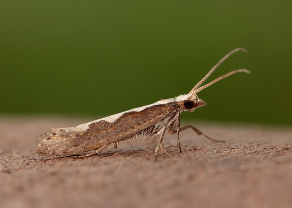 18.001 BF464 Diamond-back Moth Plutella xylostella