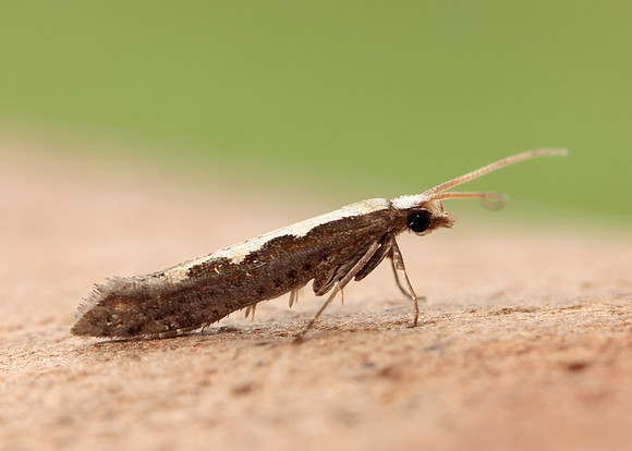 18.001 BF464 Diamond-back Moth Plutella xylostella