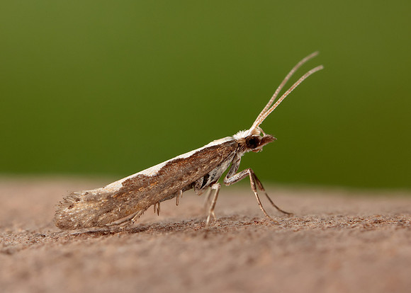 18.001 BF464 Diamond-back Moth Plutella xylostella