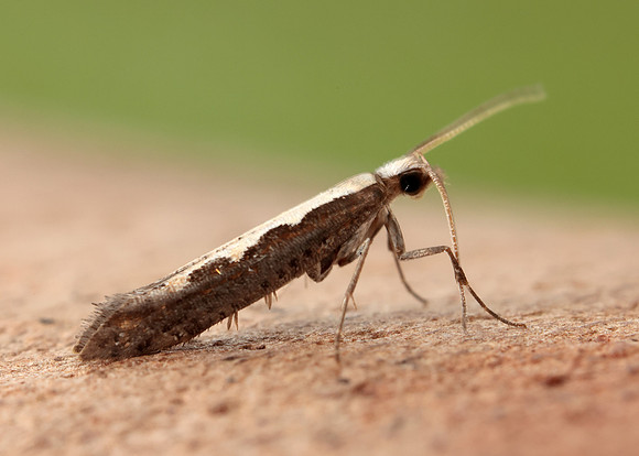 18.001 BF464 Diamond-back Moth Plutella xylostella
