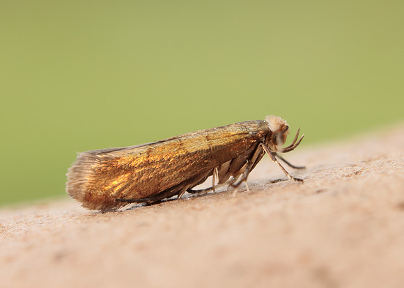 20.011 BF410 Argyresthia brockeella
