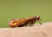 20.011 BF410 Argyresthia brockeella