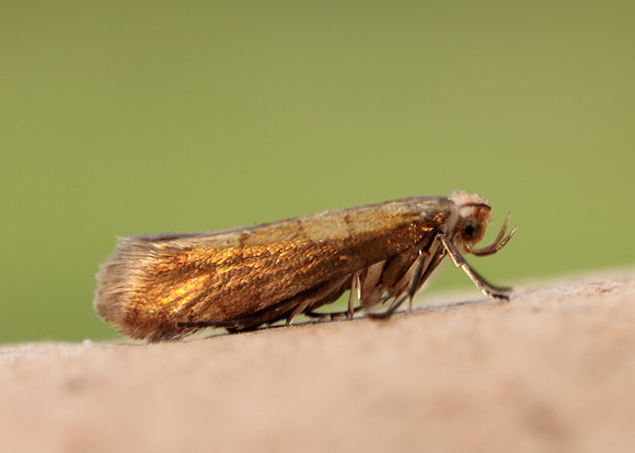 20.011 BF410 Argyresthia brockeella