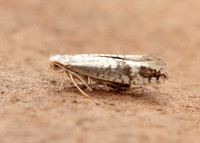 20.016 BF415 Argyresthia retinella
