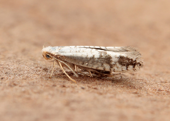 20.016 BF415 Argyresthia retinella
