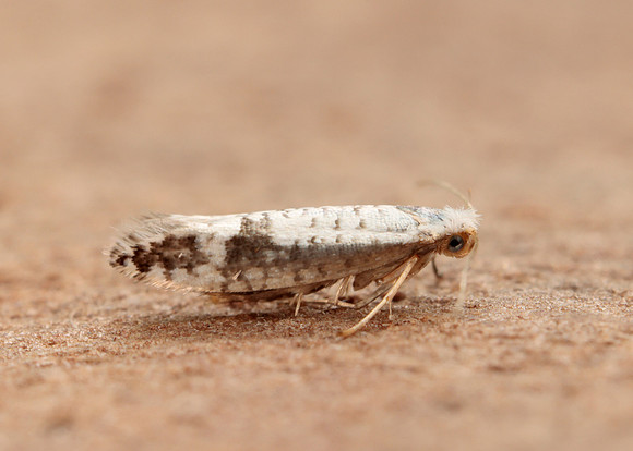 20.016 BF415 Argyresthia retinella